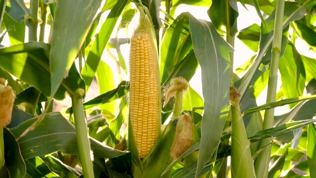 corn grows in the garden. Selective focus.