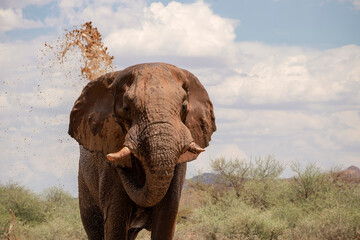 Obraz premium Wild african animal. Close up of the African Bush Elephant in the grassland on a sunny day.