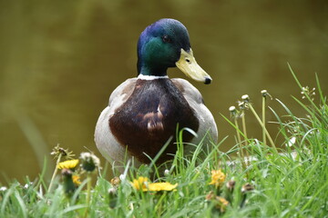 Stockente im Portrait