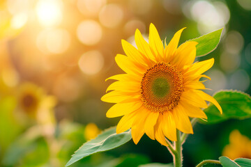 beautiful growing sunflower in a field on a blurred background with sun rays