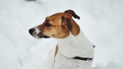 A Jack Russell Terrier trembles in the winter snow.
