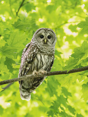 Barred Owl closeup portrait against green leaves in Spring