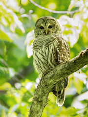 Barred Owl portrait on tree branch in Spring
