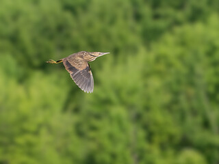 American Bittern in flight against green background
