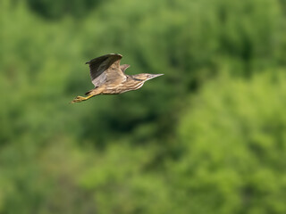 American Bittern in flight against green background