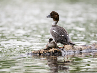 Common Goldeneye with duckling standing on log in Spring
