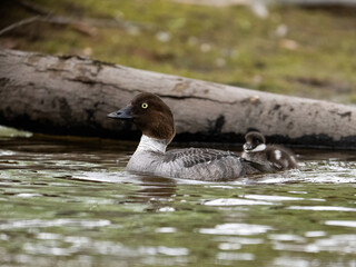 Common Goldeneye with duckling swimming in river in Spring