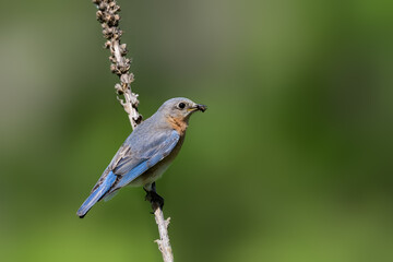Female Eastern Bluebird on tree branch on green background