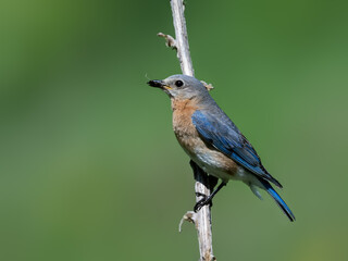 Female Eastern Bluebird on tree branch on green background
