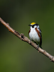 Fototapeta premium Chestnut-sided Warbler on sumac tree branch on green background