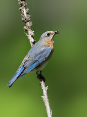Obraz premium Female Eastern Bluebird on tree branch on green background