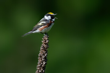 Chestnut-sided Warbler singing on dry Woolly Mullein on green background 