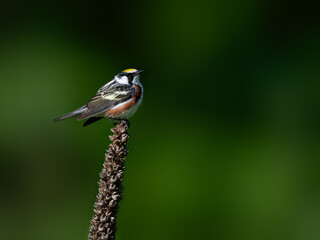 Chestnut-sided Warbler on sumac tree branch on green background