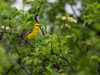 Blue-winged Warbler on tree branch in Spring