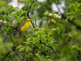 Blue-winged Warbler on tree branch in Spring