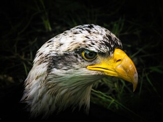 American bald eagle portrait. close-up view, its intricate feathers and distinctive yellow beak showcased against a softly blurred natural backdrop, evoking a sense of wild beauty.