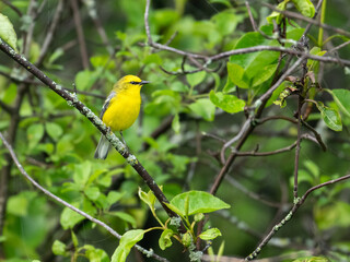 Blue-winged Warbler on tree branch in Spring