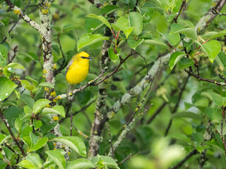 Blue-winged Warbler on tree branch in Spring
