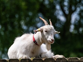 A white baby goat in the countryside. Adult white goat village with large horns.