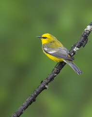 Blue-winged Warbler on tree branch in Spring