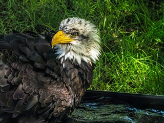 American bald eagle portrait. close-up view, its intricate feathers and distinctive yellow beak showcased against a softly blurred natural backdrop, evoking a sense of wild beauty.