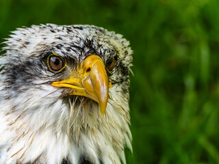 American bald eagle portrait. close-up view, its intricate feathers and distinctive yellow beak showcased against a softly blurred natural backdrop, evoking a sense of wild beauty.