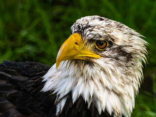 American bald eagle portrait. close-up view, its intricate feathers and distinctive yellow beak showcased against a softly blurred natural backdrop, evoking a sense of wild beauty.