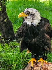 American bald eagle portrait. close-up view, its intricate feathers and distinctive yellow beak showcased against a softly blurred natural backdrop, evoking a sense of wild beauty.