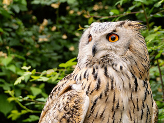 Beautiful eurasian great horned eagle owl portrait. (Bubo bubo) in summer nature, one of the largest species.