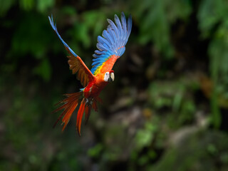 Scarlet Macaw in flight against dark background at a clay lick