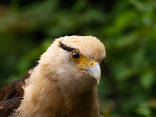 Striated Caracara, Yellow headed caracara sitti