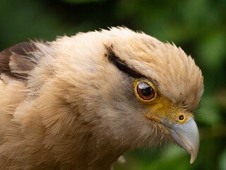 Striated Caracara, Yellow headed caracara sitti