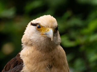 Striated Caracara, Yellow headed caracara sitti
