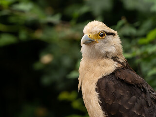 Striated Caracara, Yellow headed caracara sitti
