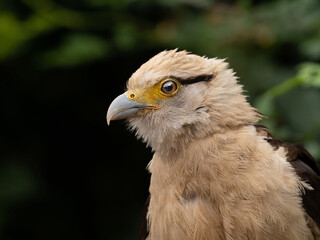 Striated Caracara, Yellow headed caracara sitti