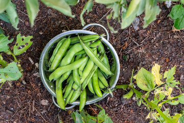 A colander brimming with freshly picked broad beans from vegetable garden garden