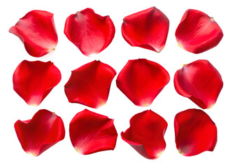 Fototapeta premium PNG A Set of Red Rose Flower Petals