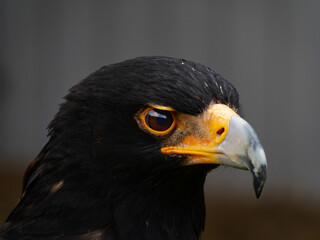 Closeup of a Verreaux's Eagle - Aquila verreauxii.