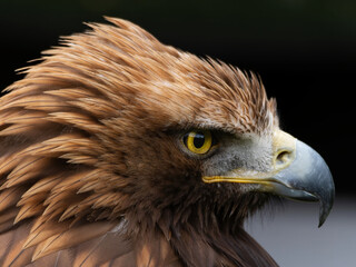 Fototapeta premium Portrait of a majestic Golden Eagle Aquila chrysalis. Majestic hawk icon, with its sharp profile and intense gaze, symbolizing vision, focus, and determination.