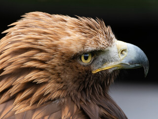 Portrait of a majestic Golden Eagle Aquila chrysalis. Majestic hawk icon, with its sharp profile and intense gaze, symbolizing vision, focus, and determination.