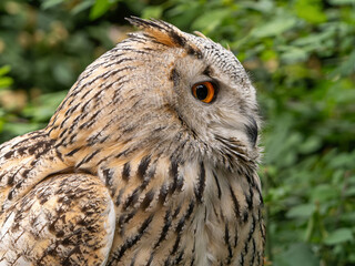 Beautiful eurasian great horned eagle owl portrait. (Bubo bubo) in summer nature, one of the largest species.