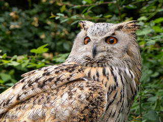 Beautiful eurasian great horned eagle owl portrait. (Bubo bubo) in summer nature, one of the largest species.