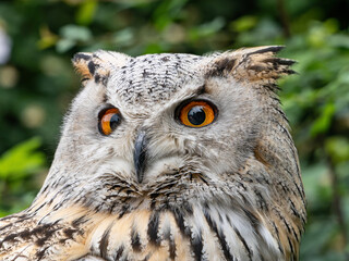 Beautiful eurasian great horned eagle owl portrait. (Bubo bubo) in summer nature, one of the largest species.