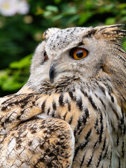 Beautiful eurasian great horned eagle owl portrait. (Bubo bubo) in summer nature, one of the largest species.