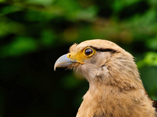 Striated Caracara, Yellow headed caracara sitti