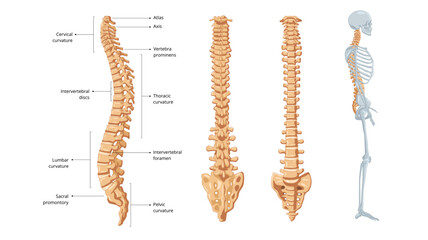 Human spinal column structure with backbone and spine skeletal icon