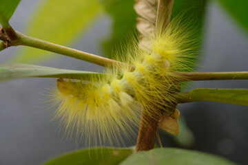 a yellow caterpillar was crawling on a twig. This caterpillar feeds on leaves in preparation for metamorphosis. caterpillar is an insect that will metamorphose into a butterfly. itching on the skin. 