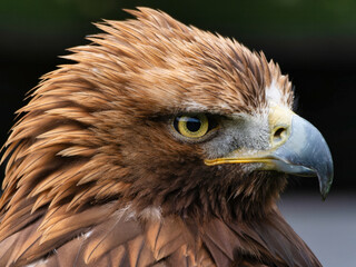 Portrait of a majestic Golden Eagle Aquila chrysalis. Majestic hawk icon, with its sharp profile and intense gaze, symbolizing vision, focus, and determination.