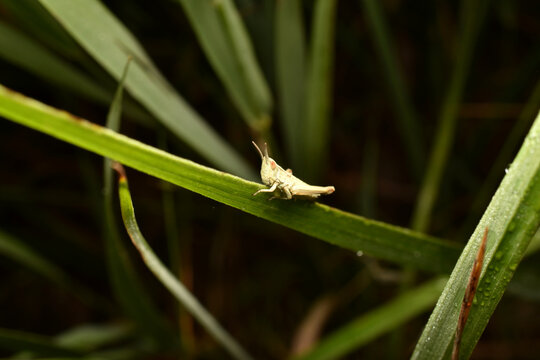 Conehead cricket Conocephalus species- nymph. High quality photo