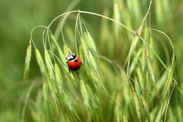 Fototapeta premium A ladybug, with seven dots on its back, sits on green grass.
